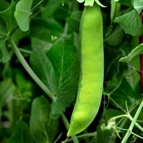 Early Frosty Pea Garden Seeds - 1 Lb - Non-GMO, Heirloom Vegetable Gardening & Microgreens Shoots Seed