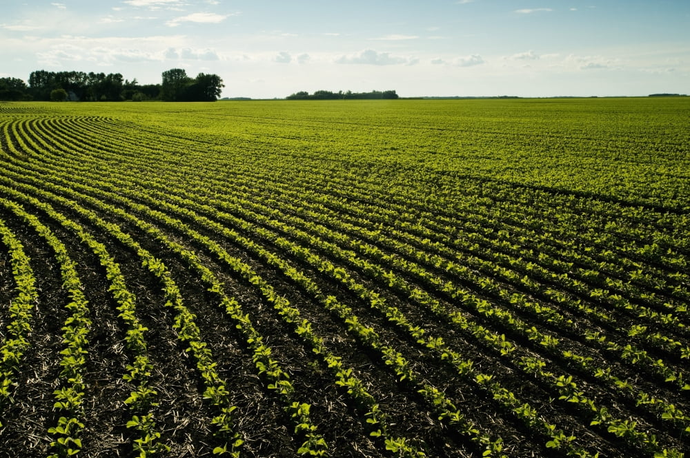 Early Growth Soybean Field Near Lorette Manitoba Canada Canvas Art - Dave Reede  Design Pics (18 x 12)