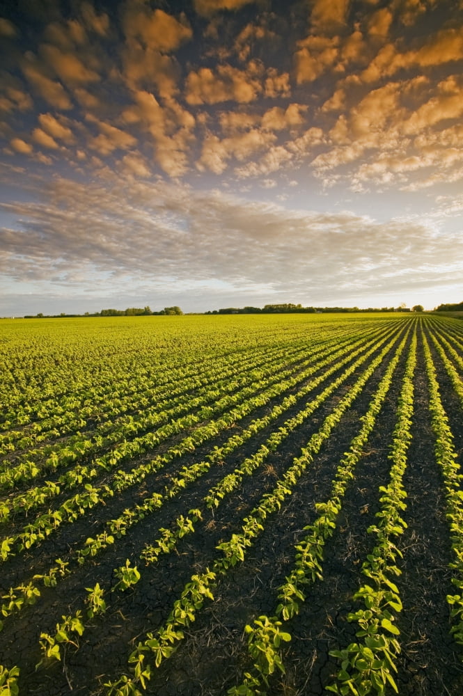 Early Growth Soybean Field Near Lorette Manitoba Canada Canvas Art - Dave Reede Design Pics (22 x 36)