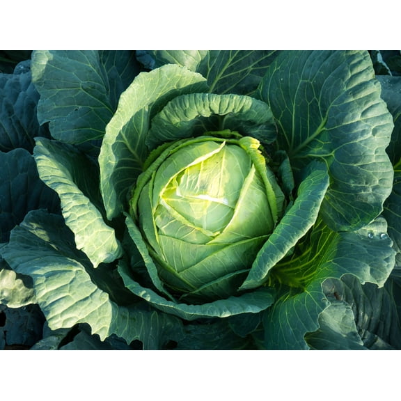 Early Jersey Wakefield Cabbage/ Annual/ Full Sun/ 36K Seeds 1/4lb/ Zellajake Farm and Garden - B164
