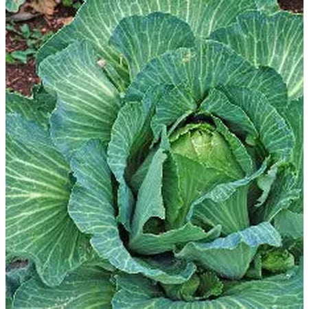 Early Jersey Wakefield Cabbage Live Plant in 2.5" Growers Pot (4 Count)