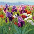 thumbnail image 1 of Early June Poster Print by Shirley Novak (24 x 24), 1 of 1