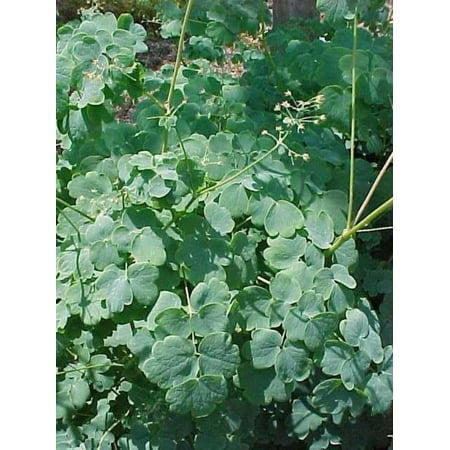 Early Meadow-rue