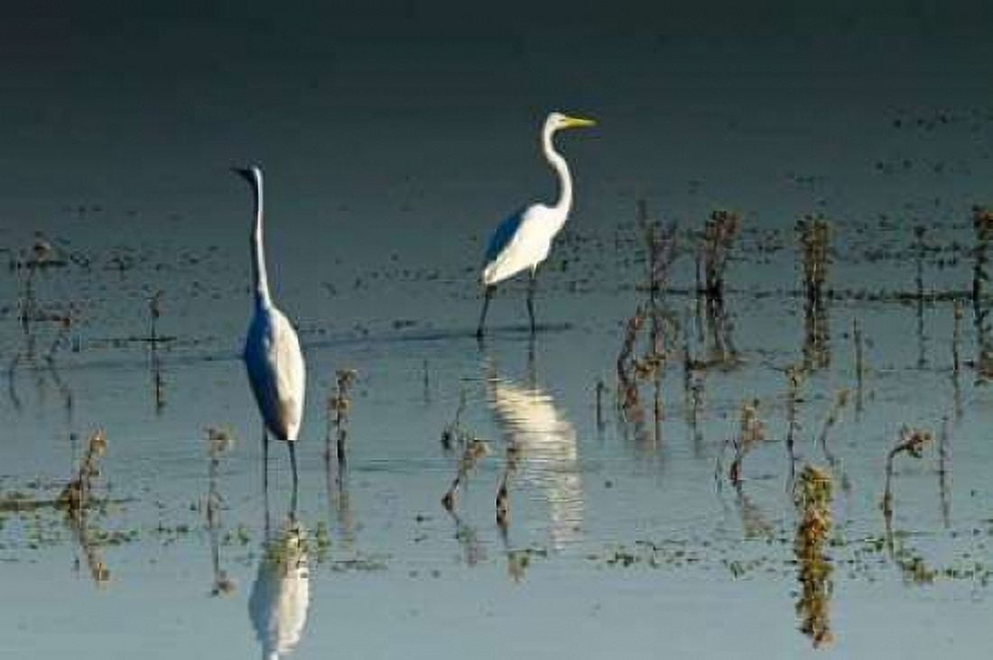 Early Morning Egrets I Canvas Art - Alan Hausenflock (20 x 28)