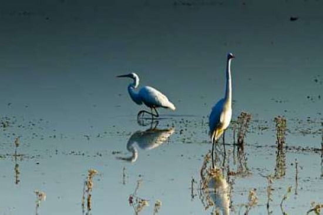 Early Morning Egrets II Canvas Art - Alan Hausenflock (20 x 28)