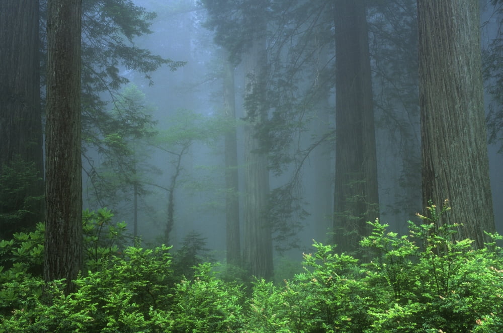 Early Morning In The Forest Humboldt California Usa Canvas Art - Bilderbuch Design Pics (36 x 22)