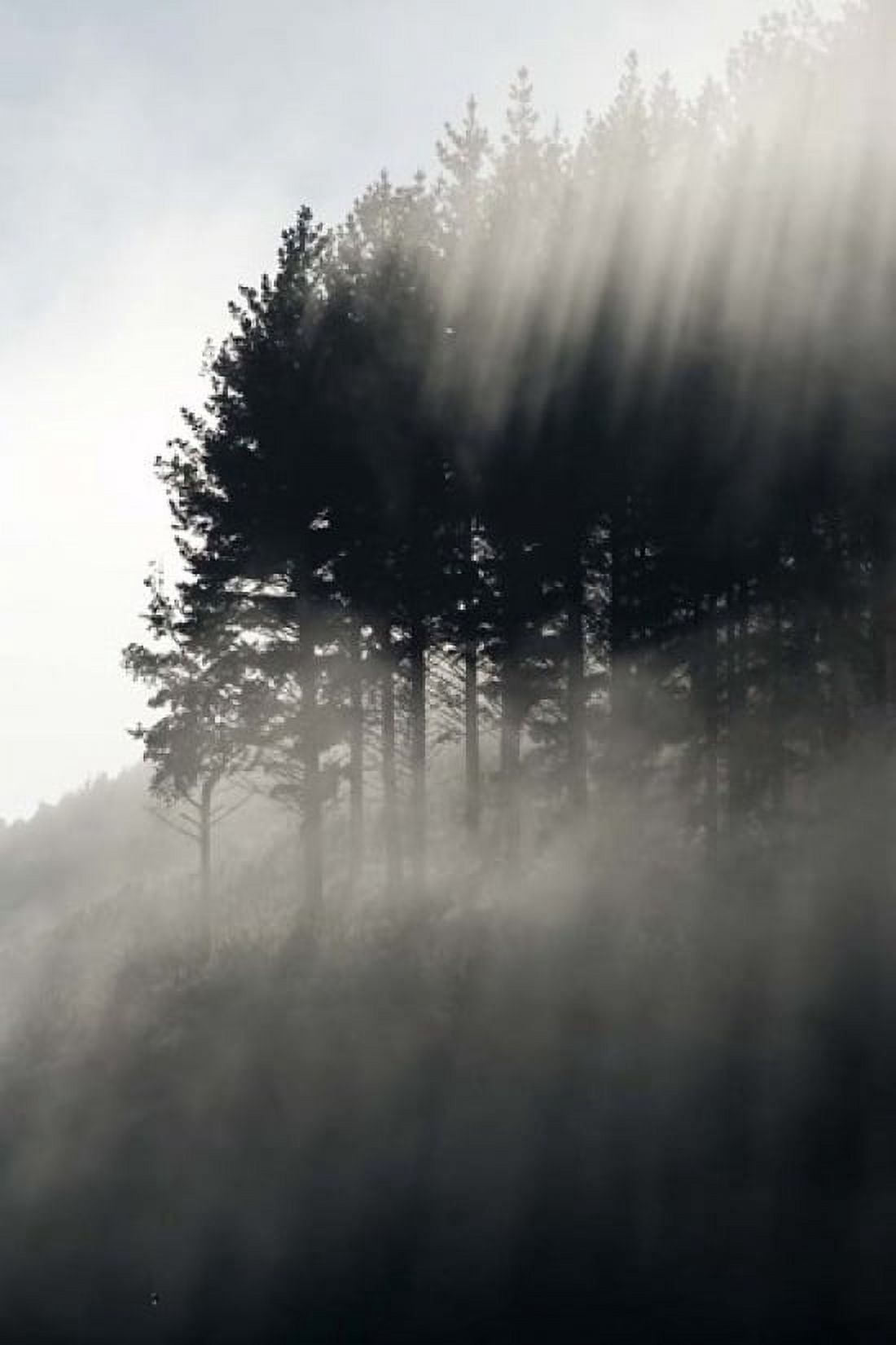 Early Morning Mist and Trees State Highway 4 near Wanganui North Island New Zealand Canvas Art - David Wall DanitaDelimont (11 x 17)