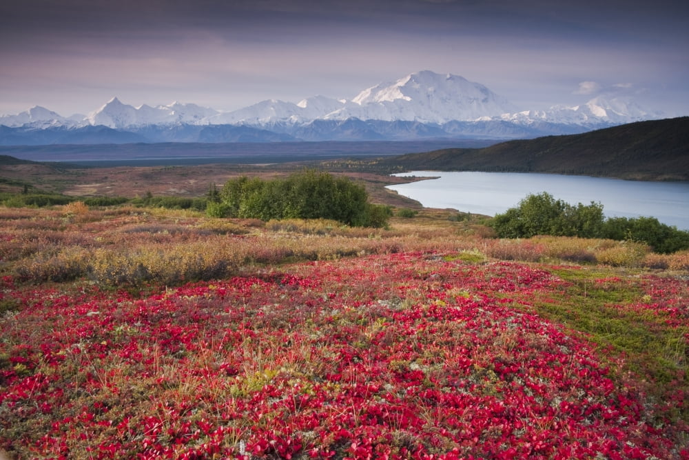 Early Morning View Of Mt Mckinley And Wonder Lake During Autumn Denali National Park Interior Alaska Canvas Art - Lynn Wegener Design Pics (17 x 11)
