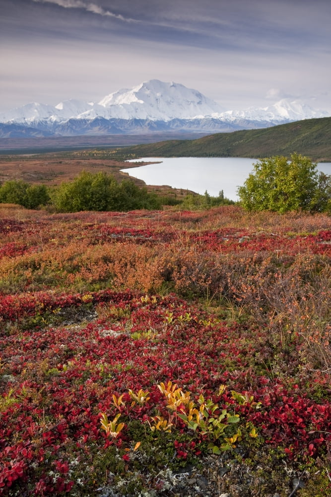 Early Morning View Of Mt Mckinley And Wonder Lake During Autumn Denali National Park Interior Alaska Canvas Art - Lynn Wegener Design Pics (22 x 34)