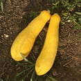 thumbnail image 1 of Early Prolific Straightneck Summer Squash Garden Seeds - 1 Oz - Heirloom, Non-GMO - Vegetable Gardening Seed - Straight Neck Yellow Squash, 1 of 2
