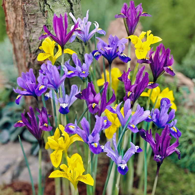 Early Royal Dwarf Iris Mixture Flower Bulbs - 25 Bulbs per Pack - Deer Resistant - Good as Cut Flowers - Grows Well In Containers - Perennializing - Grow Indoors or Outdoors Live Plant Garden