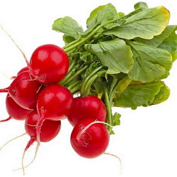 Early Scarlet Globe Radish Seeds - 500 Count Seed Pack- Non-GMO - The Classic, Round red Radish with Crisp White Flesh That is mild and Tasty. - Country Creek LLC