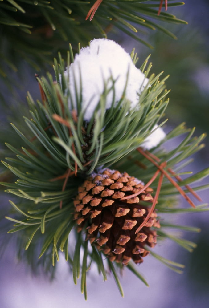 Early Snow On Pine Tree Branch With Pinecone Canvas Art - Natural Selection Craig Tuttle Design Pics (12 x 18)