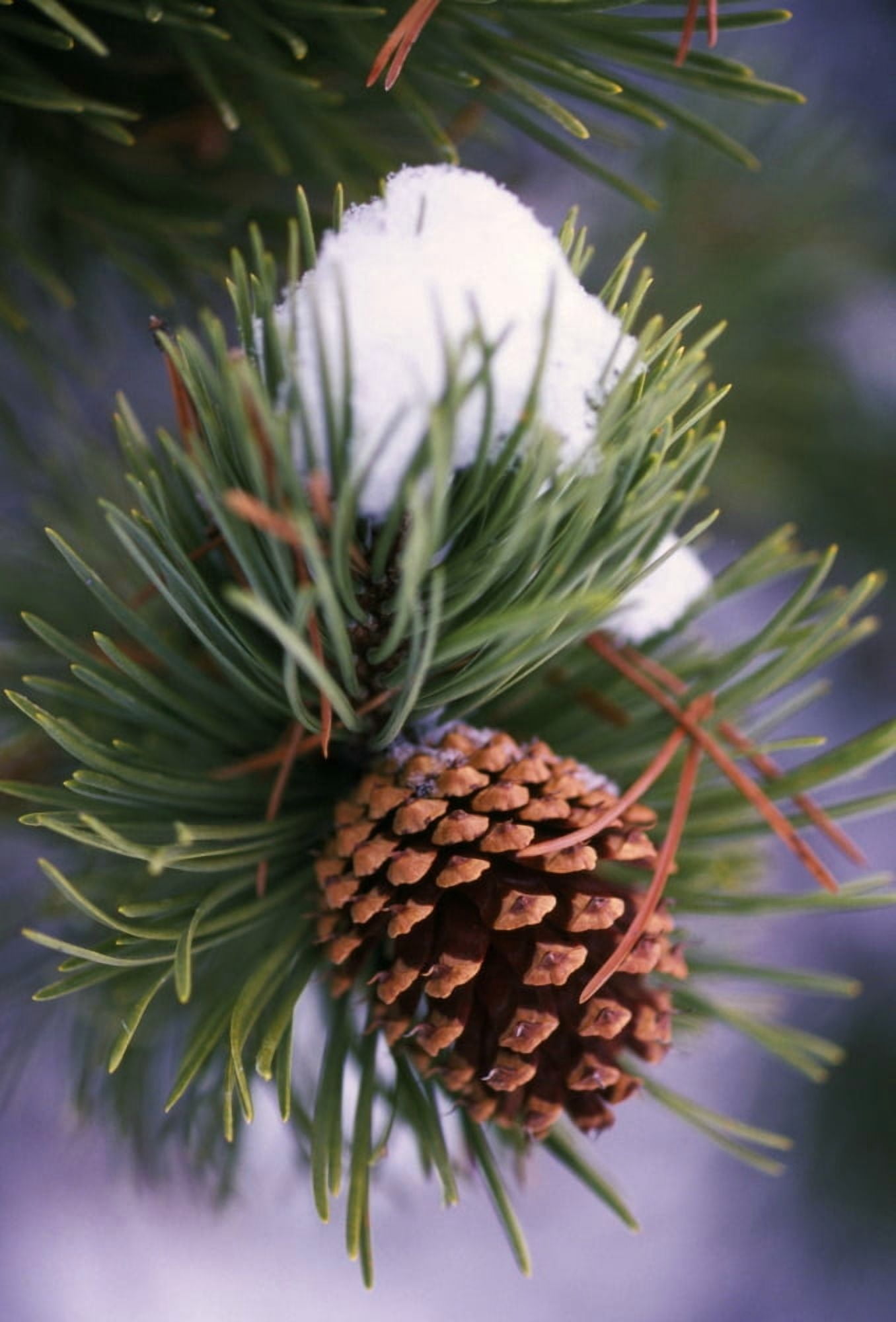 Early Snow On Pine Tree Branch With Pinecone Canvas Art - Natural Selection Craig Tuttle Design Pics (24 x 36)
