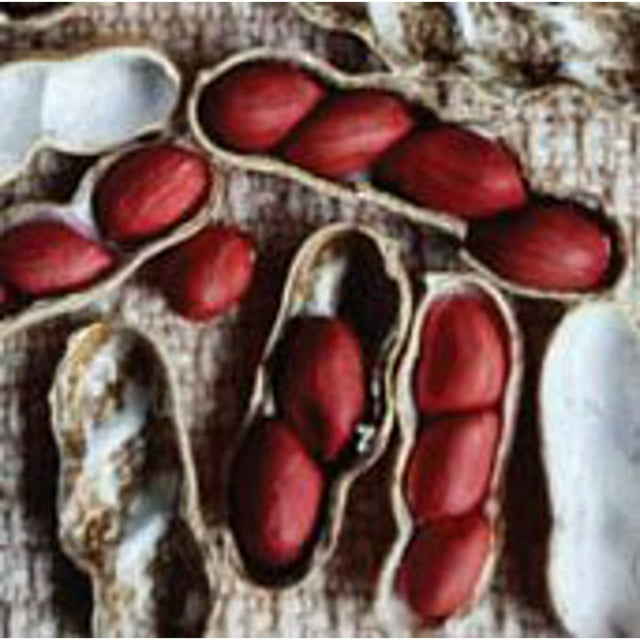 Early Spanish Peanuts Seeds (20+ Seeds) Non GMO Vegetable Fruit