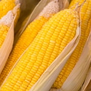 Early Sunglow Hybrid Corn Garden Seed - 5 Lb 10,385  Seeds - Non-GMO, SU, Cold Weather Vegetable Gardening Seeds