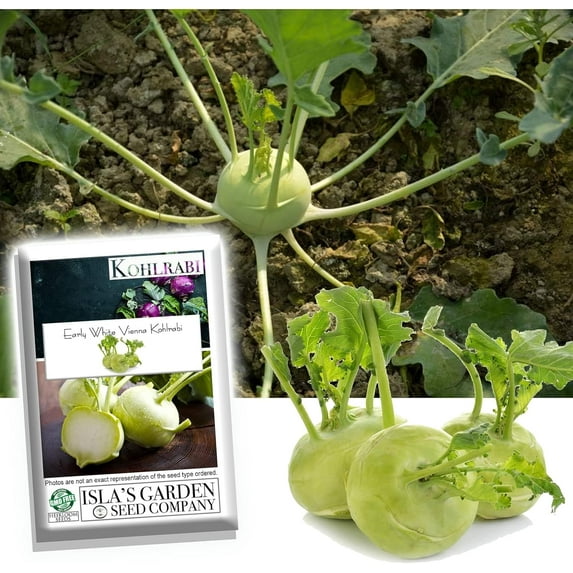 Early White Vienna Kohlrabi Seeds, 300 Heirloom Seeds Per Packet, Non GMO Seeds