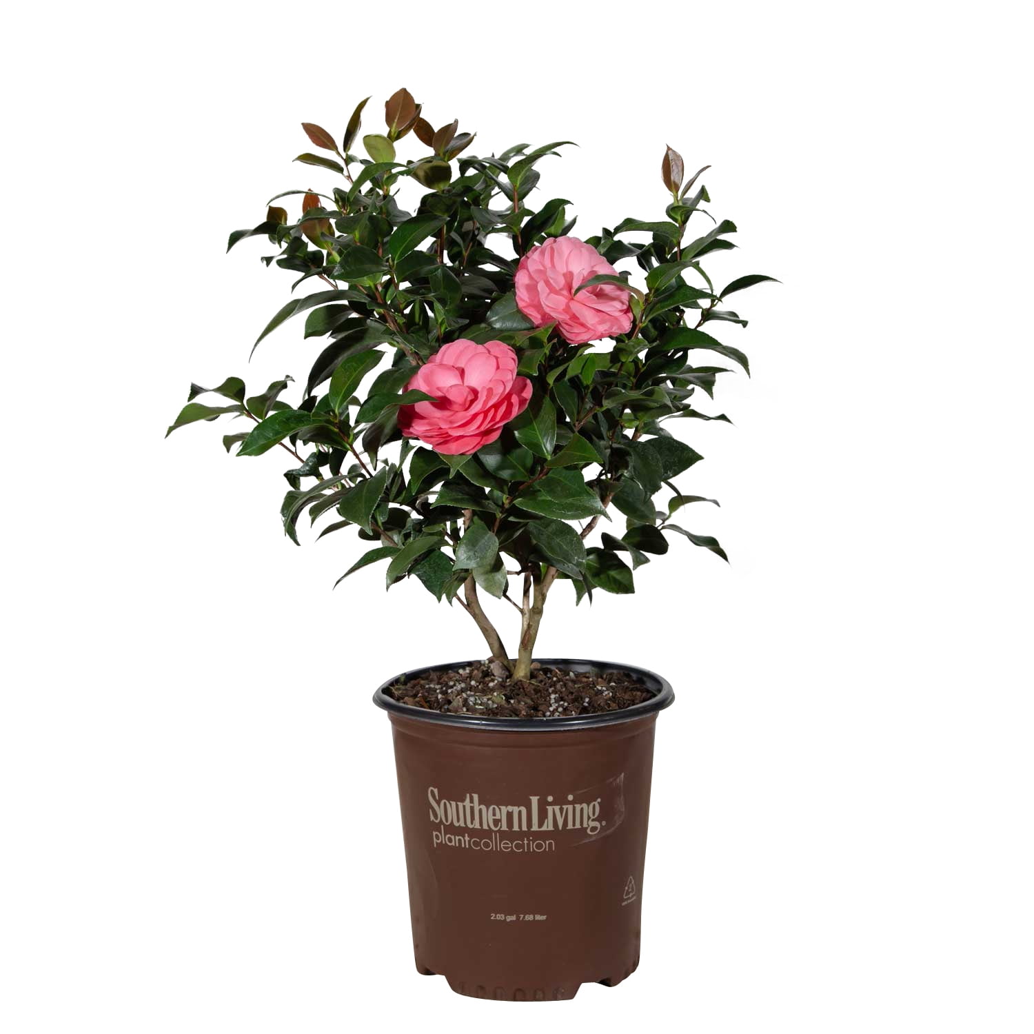 Early Wonder Camellia Bush with Pink Blooms in 2.5 Quart Pot