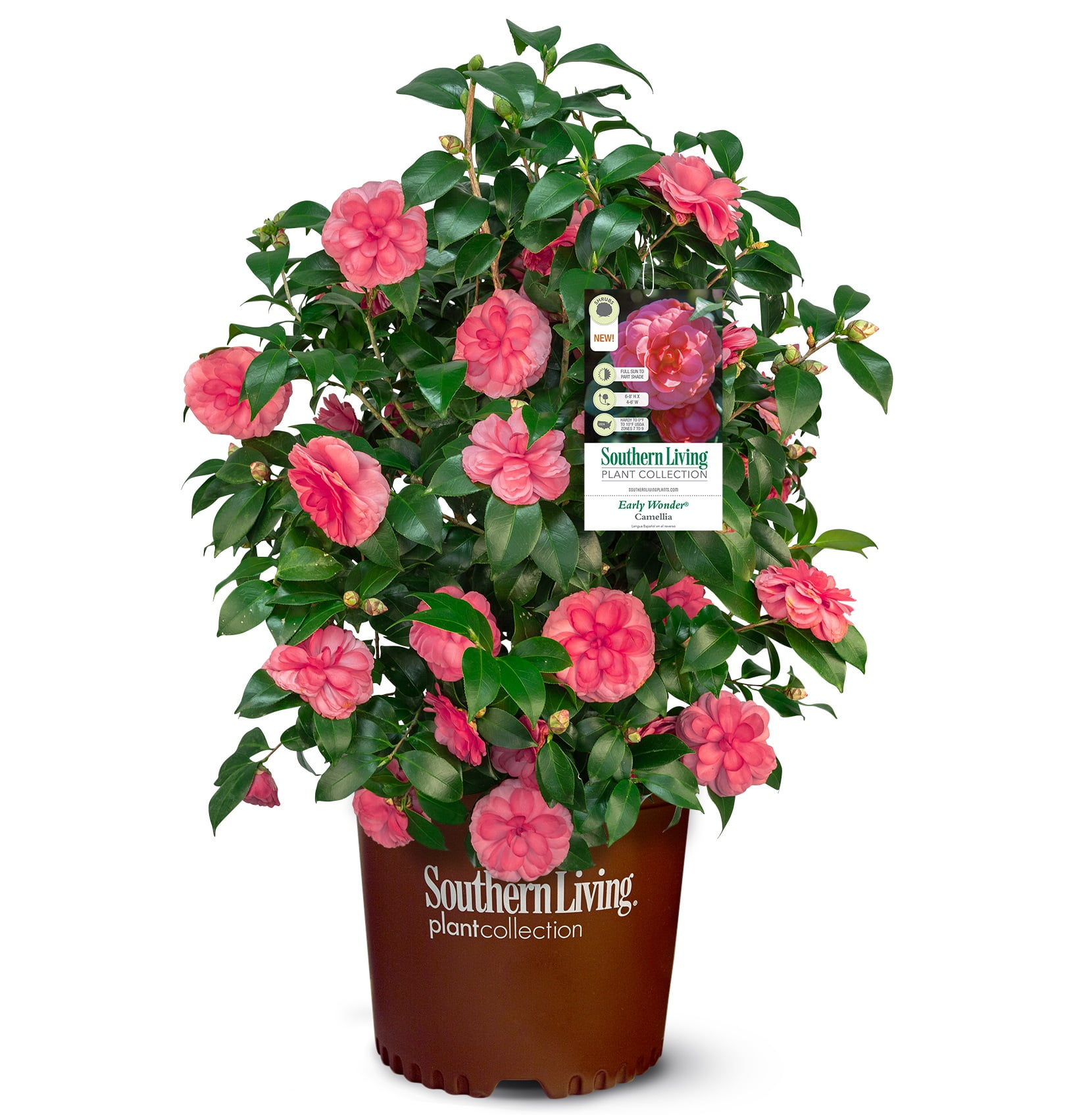 Southern Living Early Wonder Camellia Bush Live Shrub in 2.5-Quart Grower Pot
