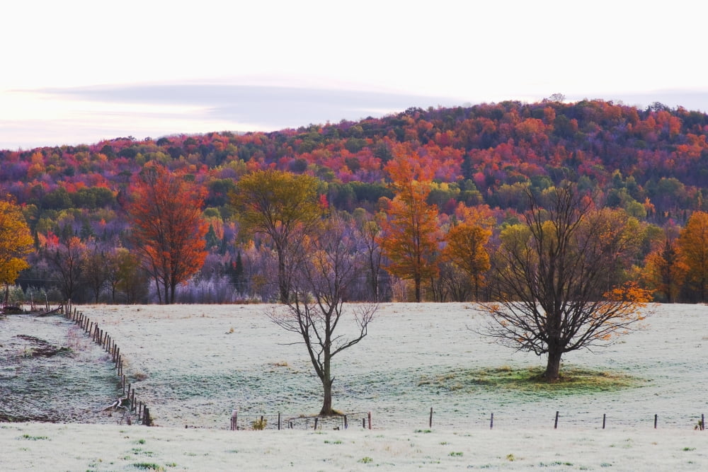 Early frost on a field with autumn colours on the trees on a hillCanada Canvas Art - Jacques Laurent Design Pics (38 x 24)
