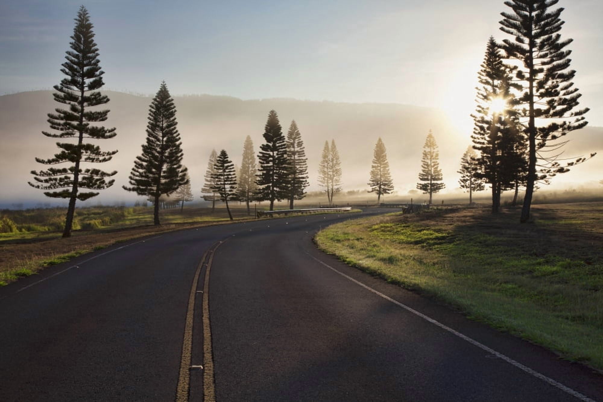 Early morning fog on Manele Road Lanai Hawaii United States of America Canvas Art - Jenna Szerlag Design Pics (19 x 12)