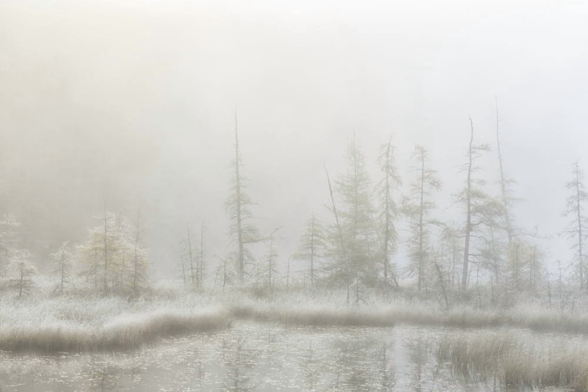 Early morning mist over a small pond along the Rock Lake Road Algonquin Park Ontario Canada Canvas Art - Robert Postma Design Pics (19 x 12)