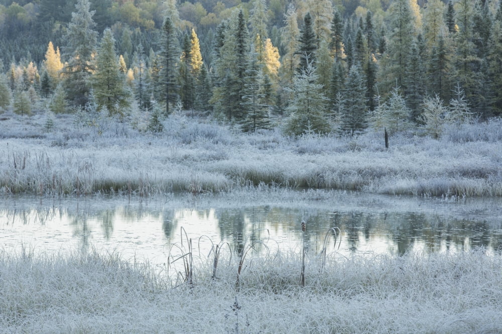 Early morning over Costello Creek Algonquin Park Ontario Canada Canvas Art - Robert Postma Design Pics (38 x 24)