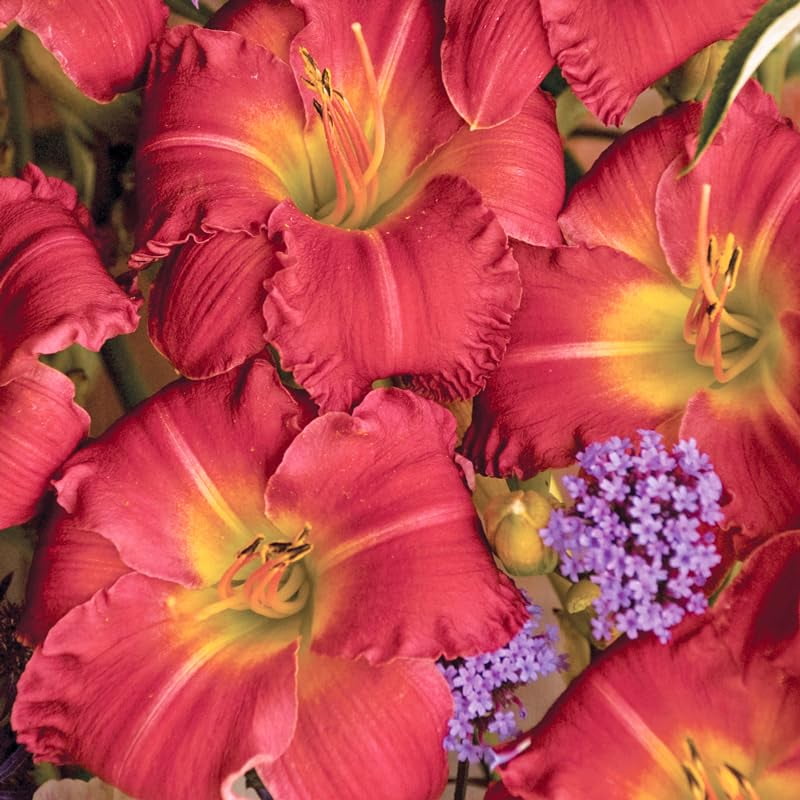 Earlybird Cardinal Re-Blooming Daylily Flower Root - Long Blooming Perennial - Ready to Plant Bulbs - Easy to Grow Live Plant - Attracts Butterflies and Hummingbirds