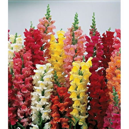 Eartcare Seeds - Snapdragon Maximum Mix 2000 Seeds (Antirrhinum Majus) Heirloom - Open Pollinated
