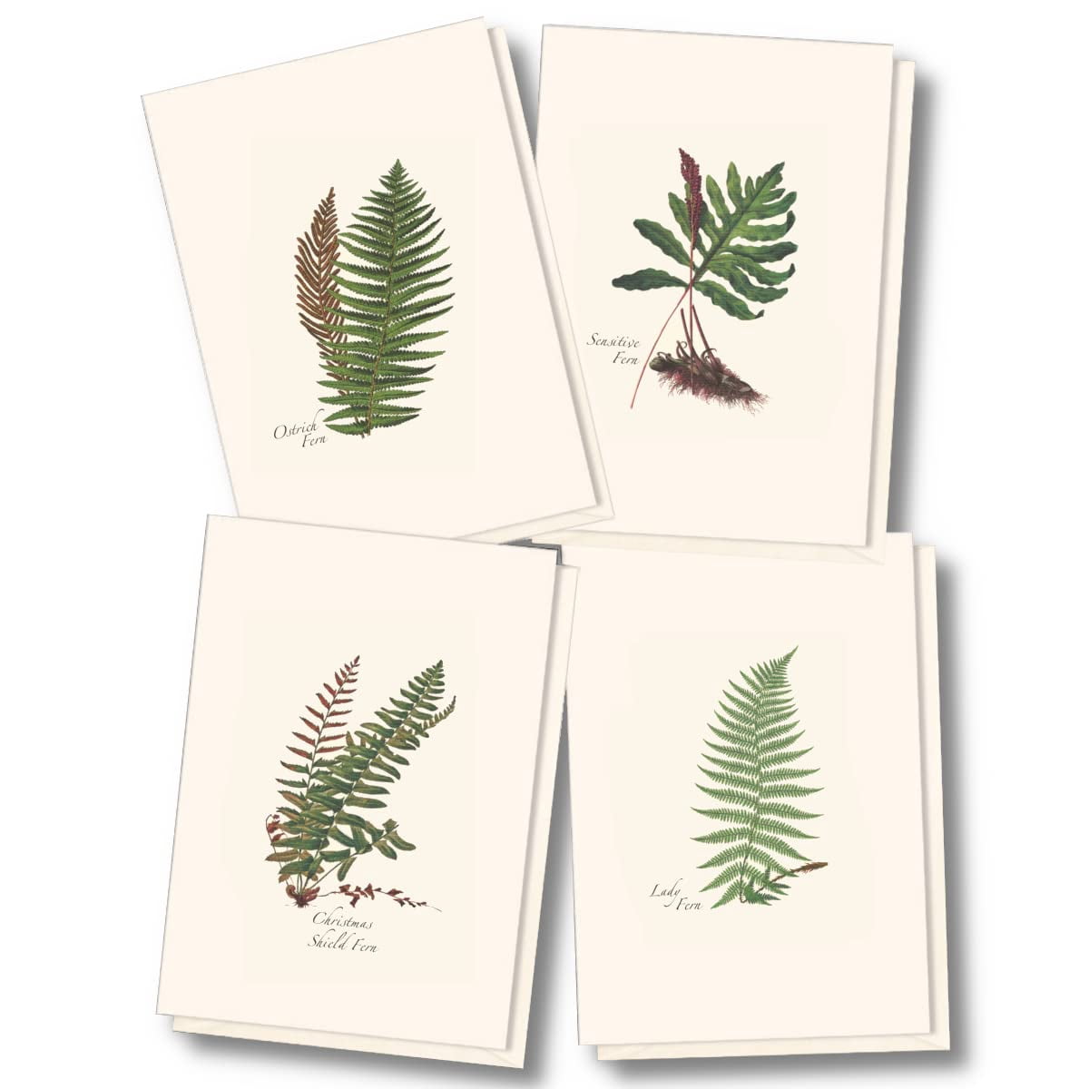 Earth Sky + Water - Fern Notecard Set - 8 Blank Cards with Envelopes (2 ...