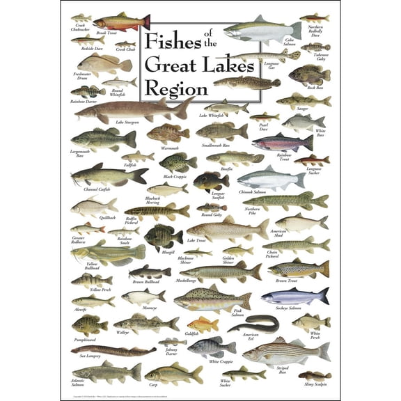 Earth Sky + Water - Fishes of the Great Lakes Region - Poster 19 X 27