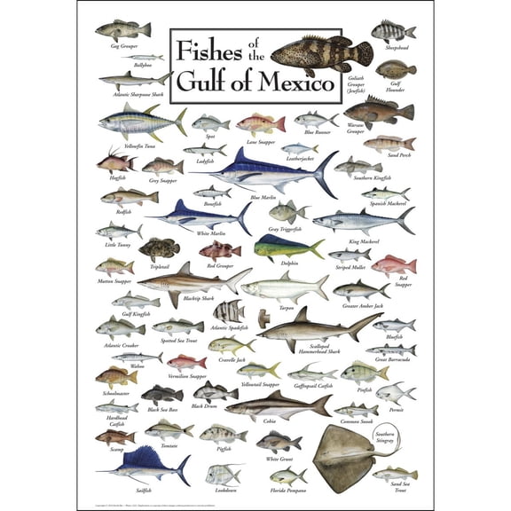 Earth Sky + Water - Fishes of the Gulf of Mexico - Poster 19 X 27
