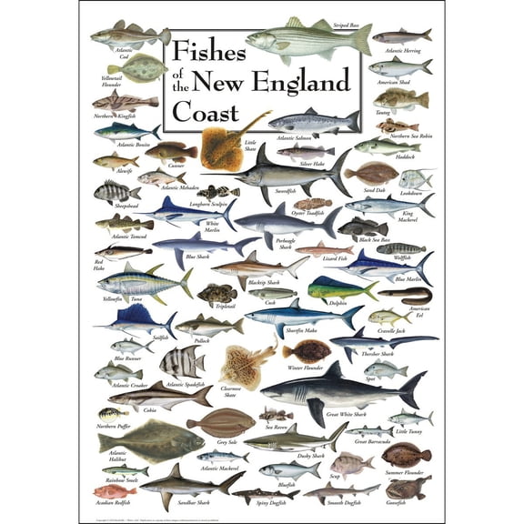 Earth Sky + Water - Fishes of the New England Coast - Poster - Poster 19 X 27