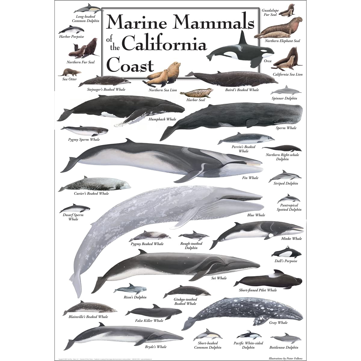 Earth Sky + Water - Marine Mammals of the California Coast - Poster 19 ...