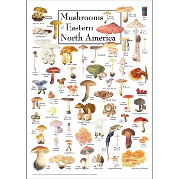 Earth Sky + Water - Mushrooms of Eastern North America - Poster 19 X 27