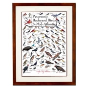 Earth Sky + Water - Petersons Backyard Birds of the Mid-Atlantic - Double-matted Posters with Honey Frame