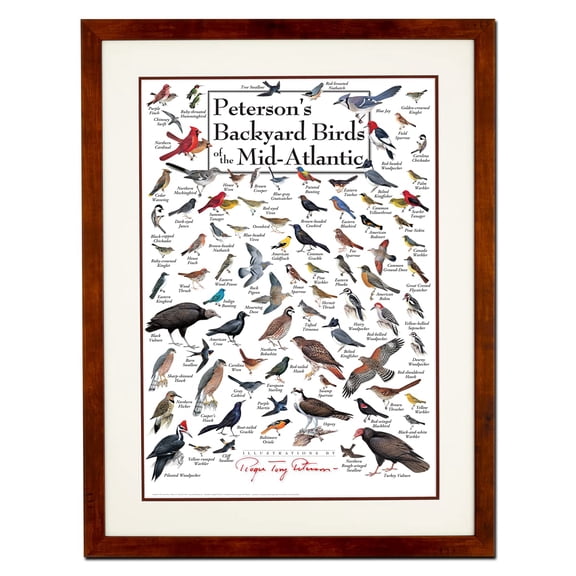 Earth Sky + Water - Petersons Backyard Birds of the Mid-Atlantic - Double-matted Posters with Honey Frame