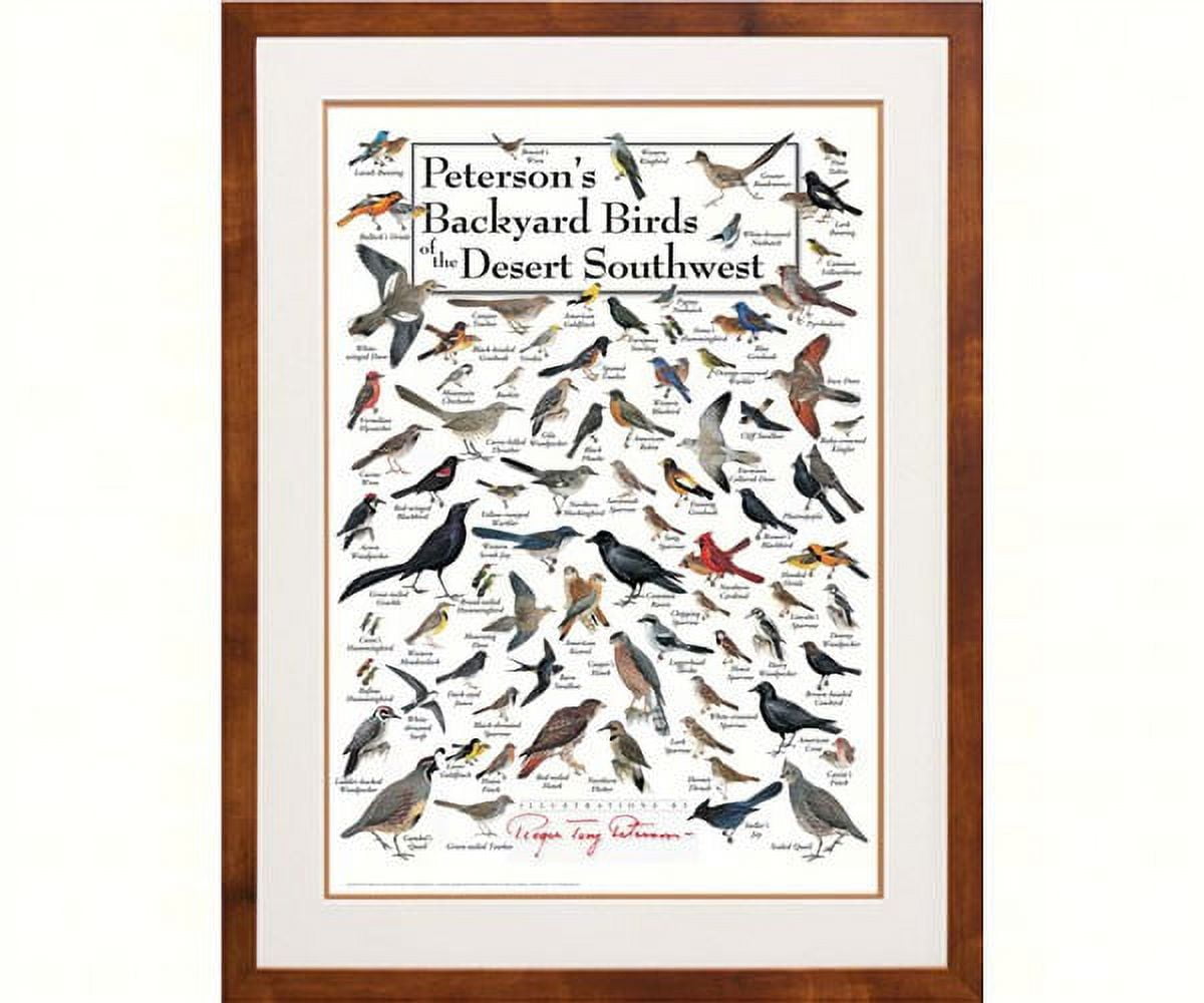 Earth Sky + Water Poster Peterson's Backyard Birds of The Desert Southwest
