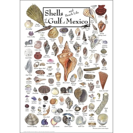 Earth Sky + Water - Shells & Beach Life of the Gulf of Mexico - Posters 19? X 27?