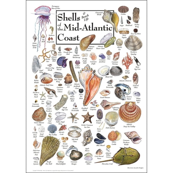 Earth Sky + Water - Shells of the Mid-Atlantic Coast - Poster 19 X 27