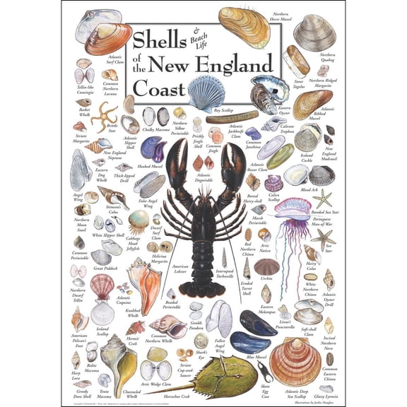Earth Sky + Water - Shells of the New England Coast - Posters 19 X 27