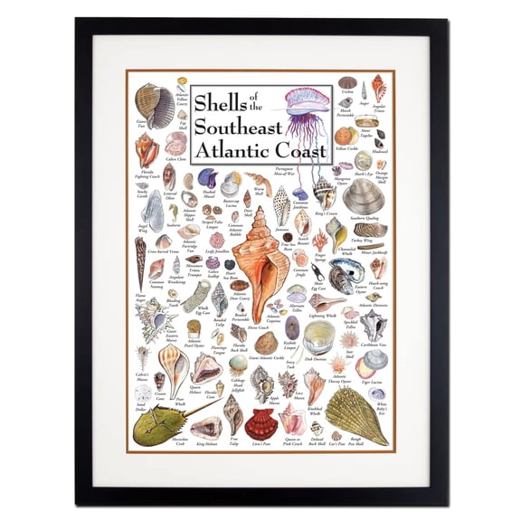 Earth Sky + Water - Shells of the South Atlantic Coast - Double-matted Posters with Black Frame