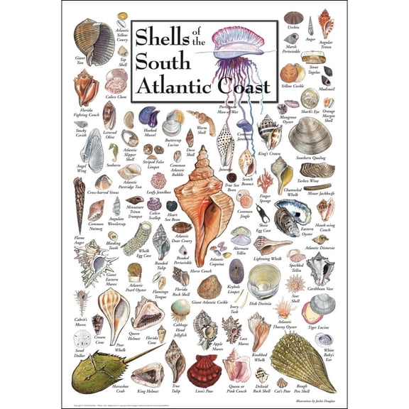 Earth Sky + Water - Shells of the Southeast Atlantic Coast - Poster 19 X 27