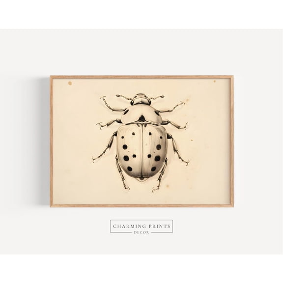 Earth Tone Beetle Insect Educational Poster, Unframed Size 8x12