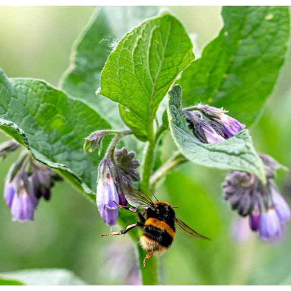 Earthcare Seeds 50 True Comfrey Flower Seeds, 36 - 42 Inches high