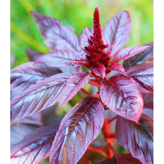 Earthcare Seeds - Amaranth Burgundy 200 Seeds (Amaranthus Cruentus) Heirloom - Open Pollinated