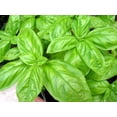 thumbnail image 1 of Earthcare Seeds - Basil Large Leaf Italian 600 Seeds (Ocimum Basilicum) Heirloom - Open Pollinated, 1 of 5