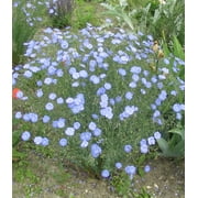 Earthcare Seeds - Blue Flax Lewisii 1500 Seeds Linum Lewisii Heirloom - Open Pollinated
