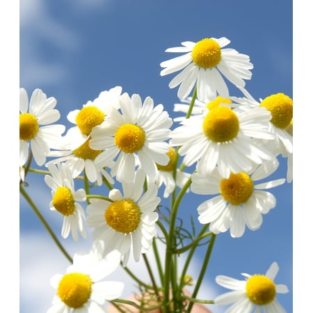 Earthcare Seeds - Chamomile Roman 5000 Seeds (Chamaemelum Nobile) Heirloom - Open Pollinated