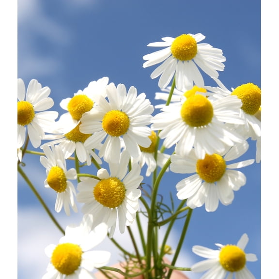 Earthcare Seeds - Chamomile Roman 5000 Seeds (Chamaemelum Nobile) Heirloom - Open Pollinated